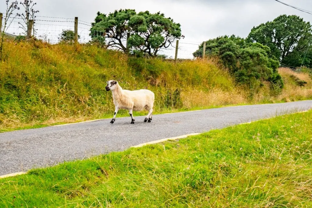 A sheep on the road in Ireland--keep an eye out for this on your Ireland road trip!