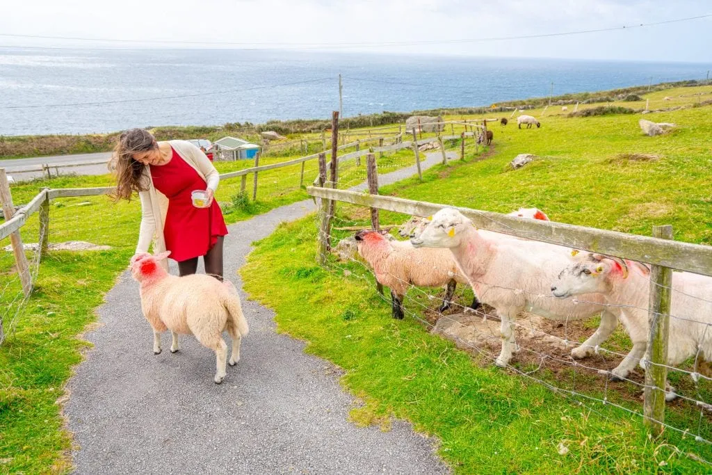 Kate Storm feeding sheep on Slea Head Drive--definitely stop at at least one farm during your 10 days in Ireland!