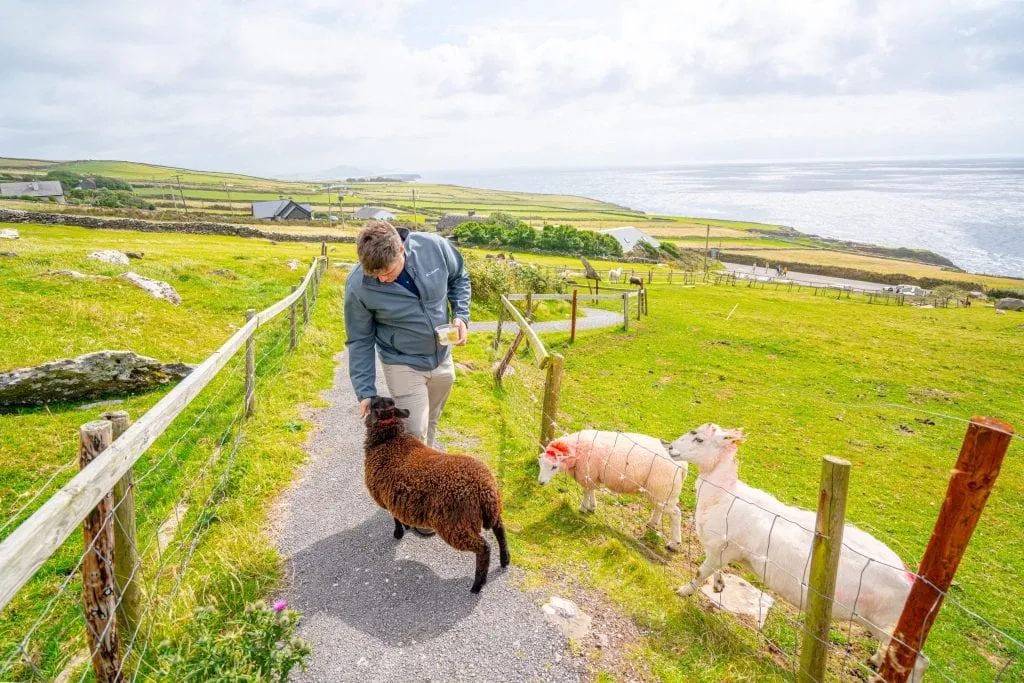 Jeremy feeding lambs along Slea Head Drive Ireland