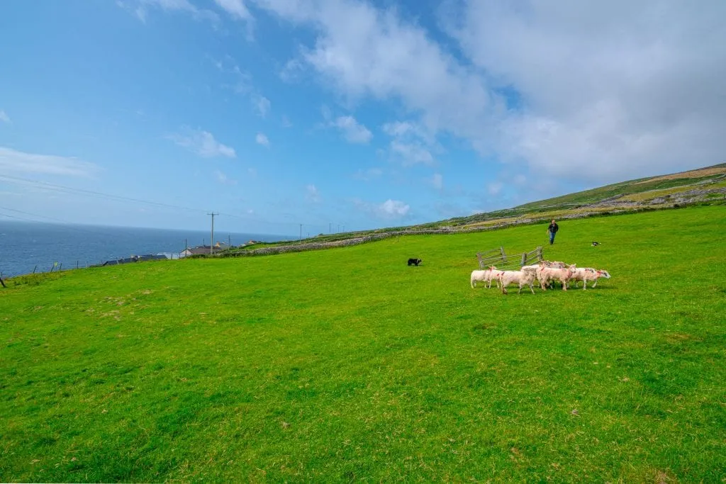 Sheepdog demonstration on Dingle Peninsula Ireland, farmer, sheepdog, and small herd of sheep are visible