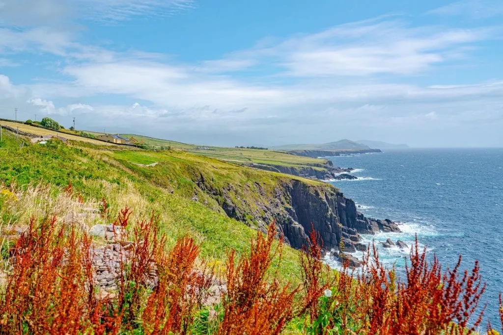 Coast of Slea Head Drive on the Dingle Peninsula with red flowers in the foreground