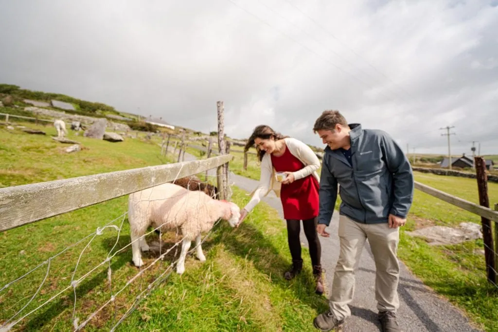 Kate Storm and Jeremy Storm feeding lambs along Slea Head Drive Ireland