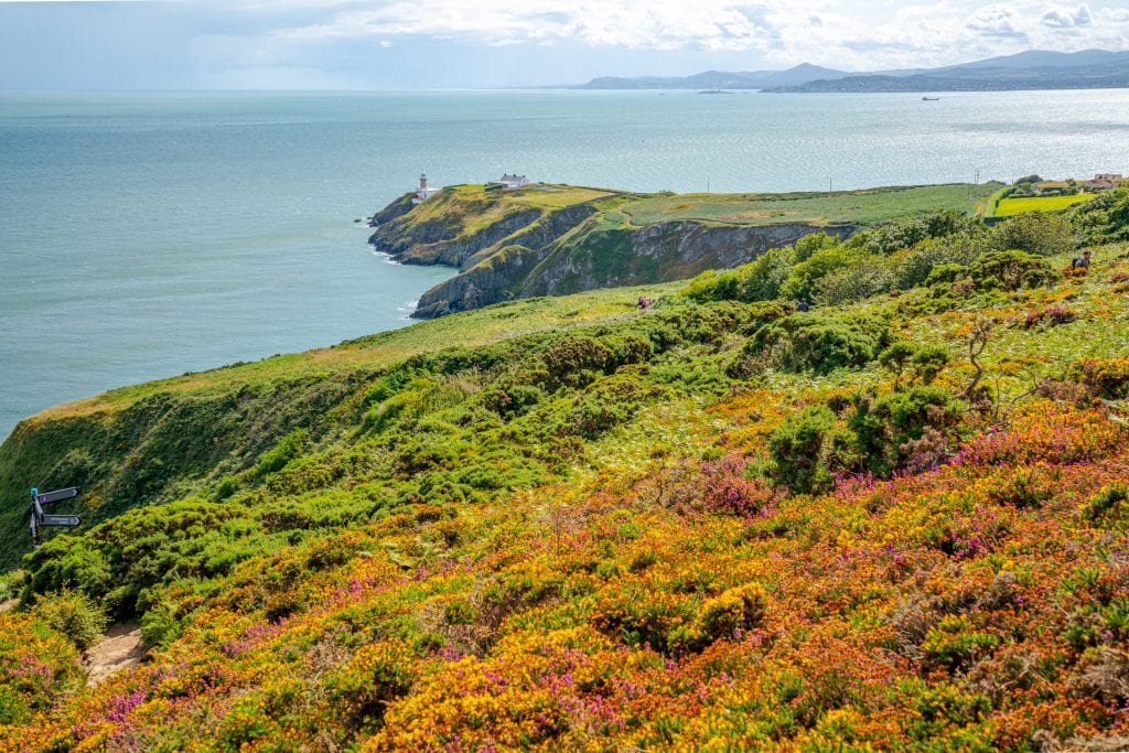 Howth Cliff Walk in Ireland, a fun bonus stop for your 10 day Ireland road trip itinerary. Wildflowers are in the foreground and a lighthouse in the background.