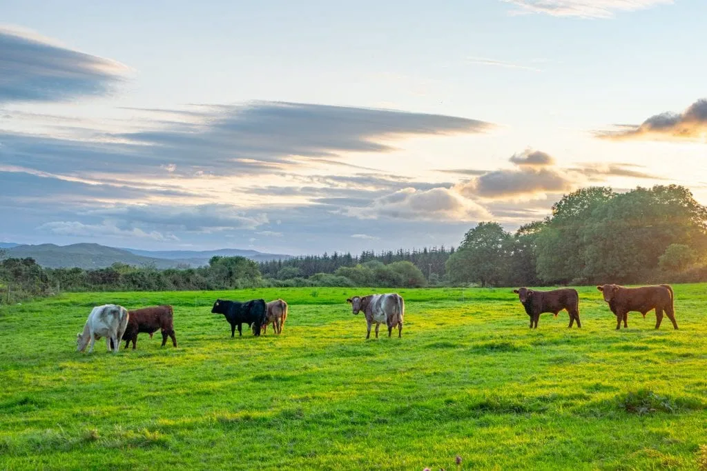 Cows standing in a green field with the sun setting behind them--plan to see a lot of sights similar to this when taking a trip to Ireland.