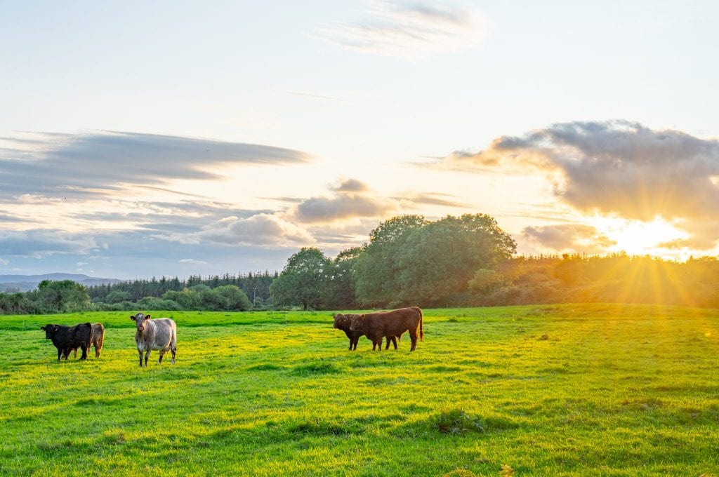 cows in ireland at sunset in the summer, a great first timers destination when traveling to europe for the first time