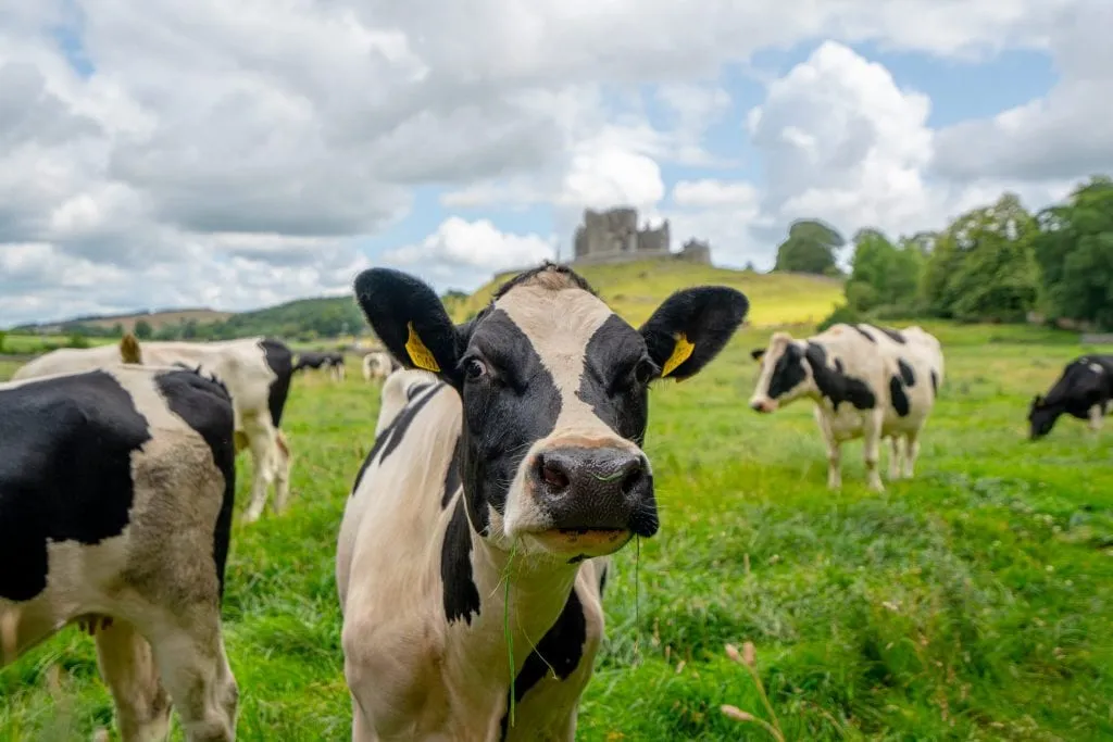 Photo of a cow in Ireland with the Rock of Cashel in the background--a fairly typical scene during an Ireland road trip!