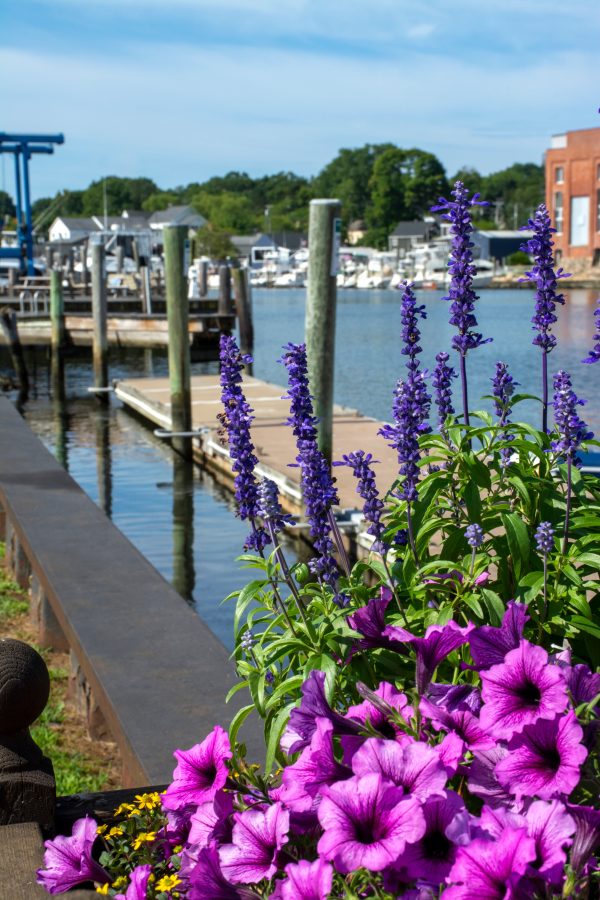 view of mystic river with purple flowers in the foreground in mystic ct, one of the prettiest small towns in new england