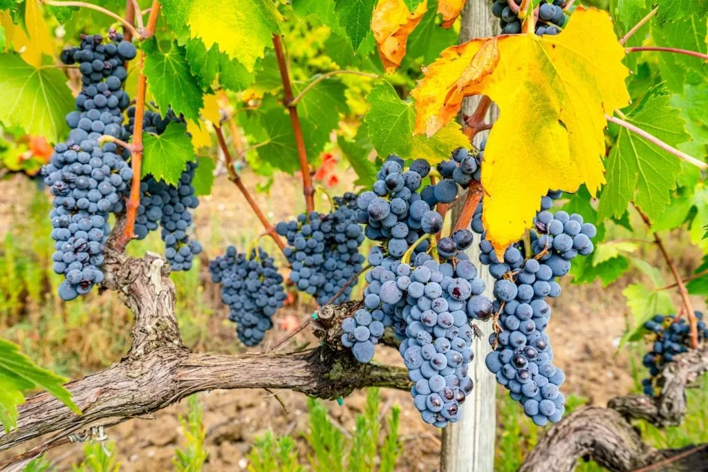 Cluster of grapes almost ready to be harvested in the Tuscan countryside--wine tours can easily be one of the best day trips from Florence Italy!