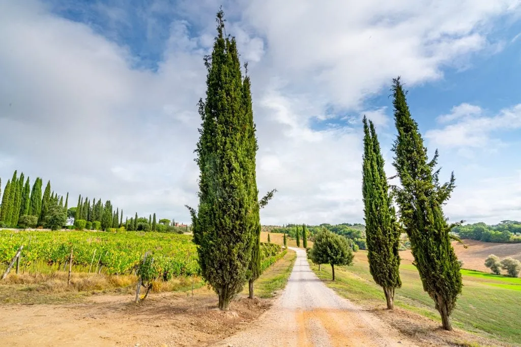 Small Tuscan country road lined by trees--roads like this are one of the benefits of taking epic day trips from Florence!