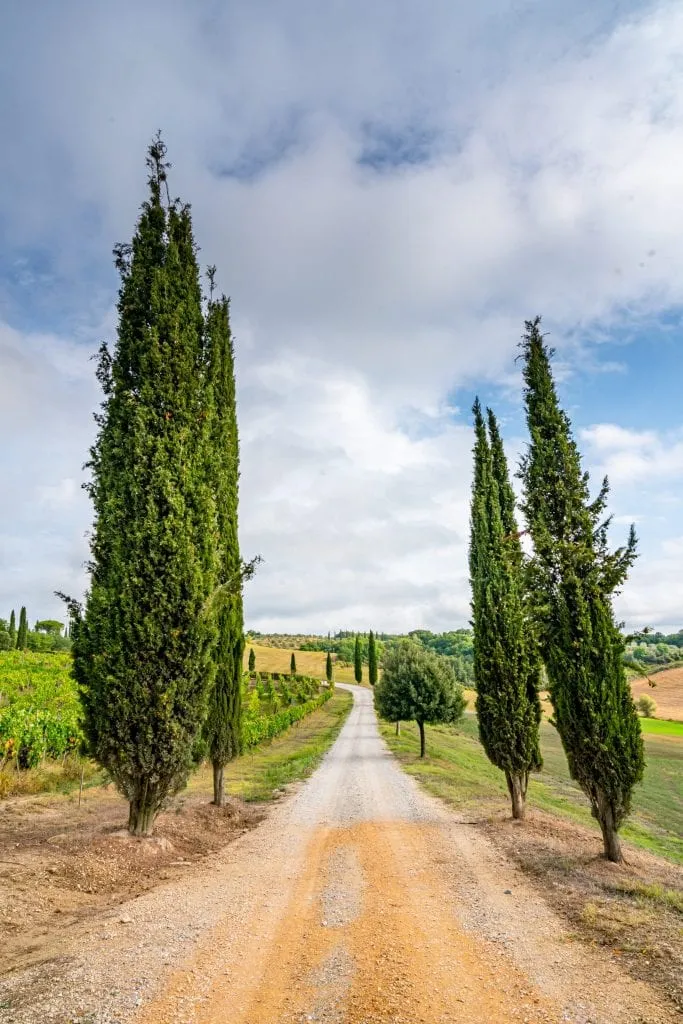 dirt road lined with italian cypress trees leading to a villa to rent in tuscany italy