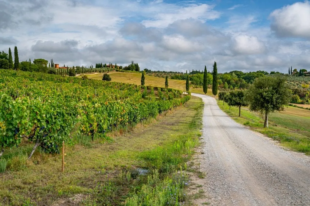 Small Gravel road in the Tuscan countryside with a vineyard to one side--this Tuscany travel blog post will help you plan the ultimate Tuscany road trip itinerary!