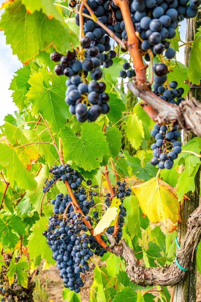 grapes growing on the vine in tuscany italy