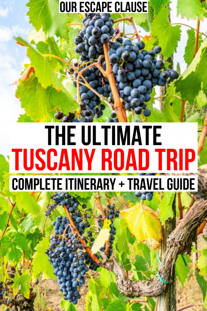 Photo of dark purple grapes hanging on vines in Tuscany. Black and red text on a white background reads "The Ultimate Tuscany Road Trip Itinerary + Travel Guide"