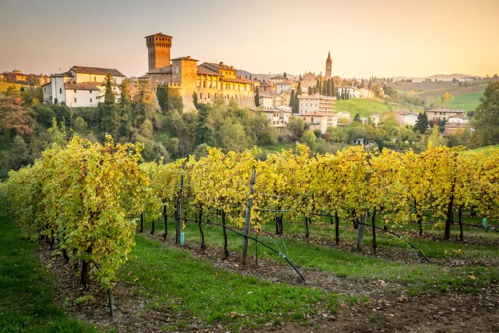 small town modena italy as seen across a vineyard with grape vines in the foreground