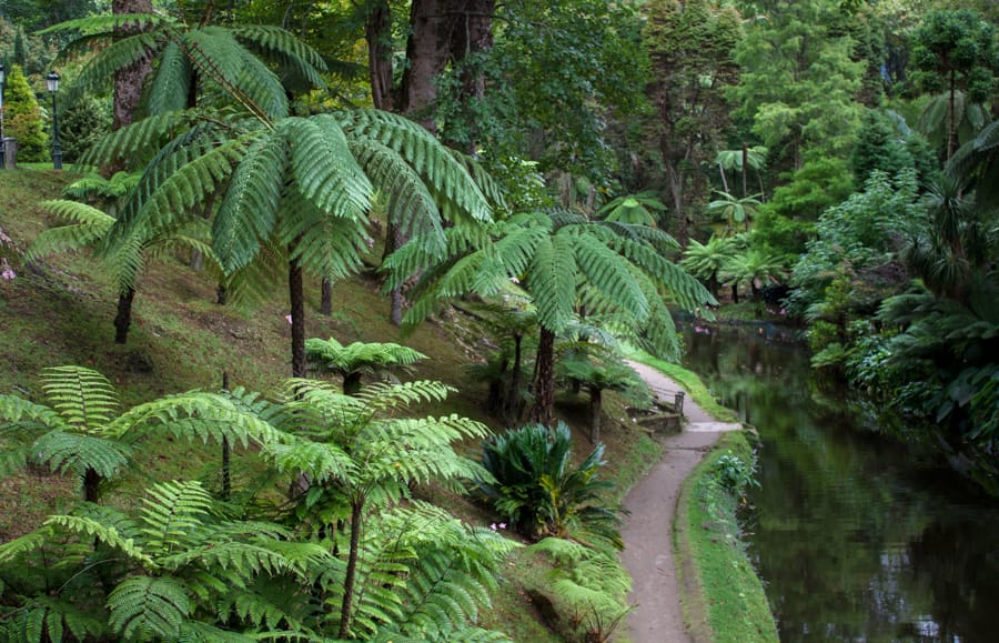 Dense jungle with a small path showing on one side on San Miguel in the Azores, one of the best road trip itinerary in Europe