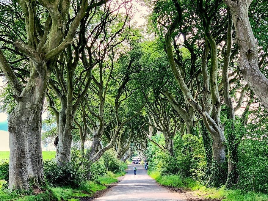 Dark Hedges as seen when driving through Northern Ireland, one of the best European road trips!