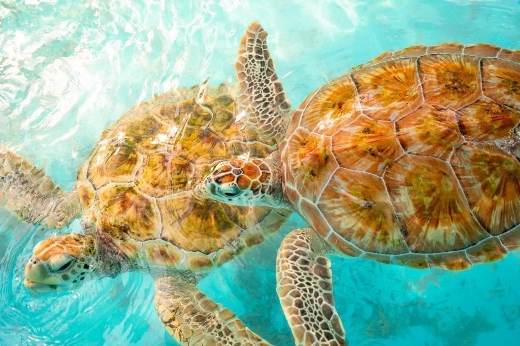 Two turtles at Isla Mujeres turtle sanctuary as seen from above. Definitely consider a visit here when deciding what to do on Isla Mujeres Mexico