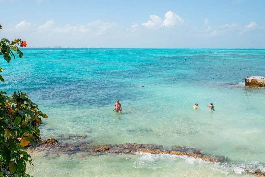 people swimming off the west coast of isla mujeres mexico with a flowering plant in the foreground