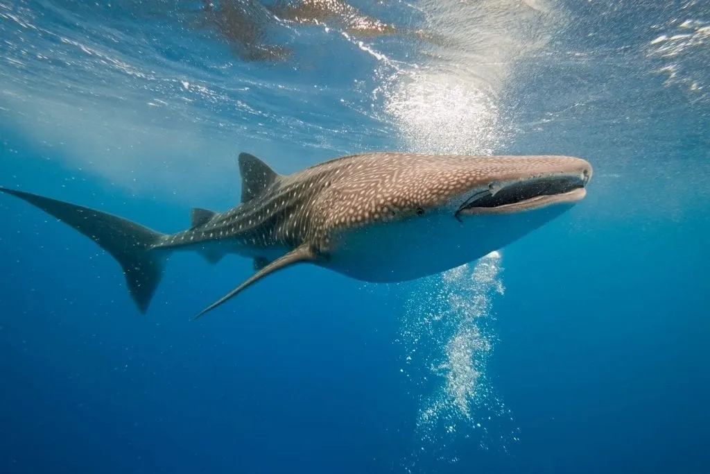Image of a whale shark in the center of the frame surrounded by blue water