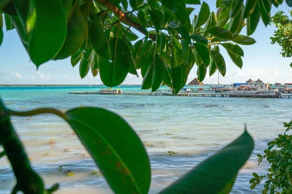 Bacalar Lagoon visible through the leaves of a tree growing on the shore of the lake
