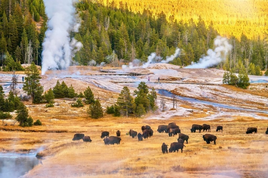 herd of buffalo in yellowstone national park with geysers visible in the background. yellowstone is an unforgettable piece of some of the best road trips in usa