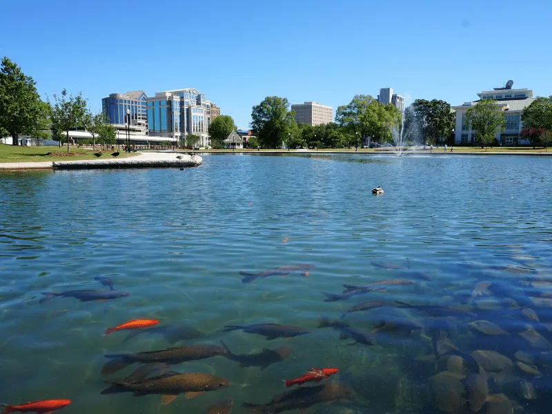 View of Huntsville Alabama from across the lake with fish in the foreground