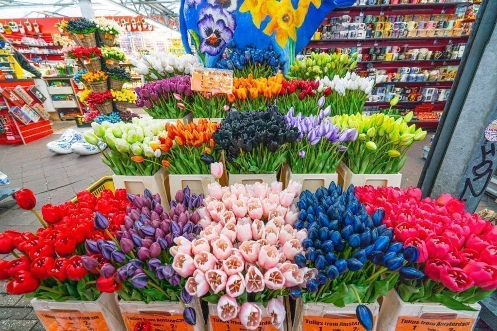 Tulips on display at the Floating Flower Market, as seen during a day in Amsterdam