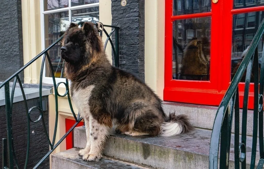 large fluffy dog sitting on a stoop in front of a red front door in amsterdam netherlands december