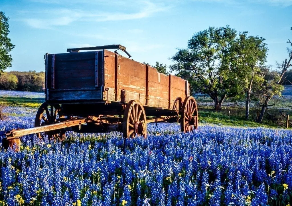Wooden cart parked in a Texas field surrounded by bluebonnets. Beautiful countryside like this close by many of the best weekend getaways in Texas!