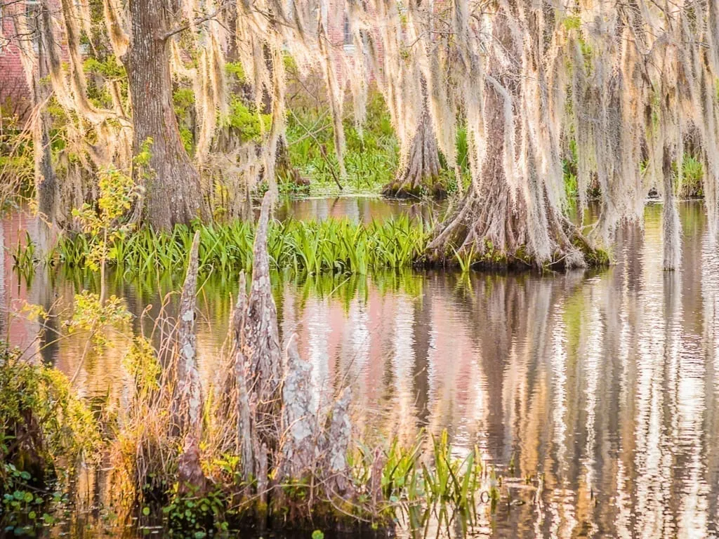 Swamp near Lafayette Louisana with trees reflecting in the water