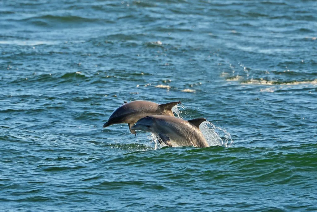 two dolphins jumping out of the water in panama city beach florida