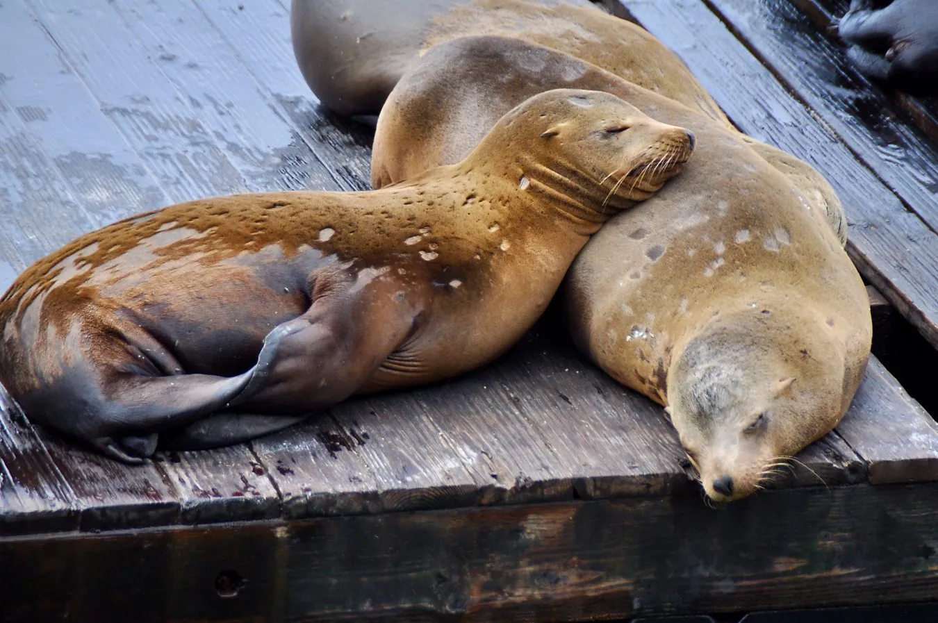 two seal lions napping in san francisco at pier 39