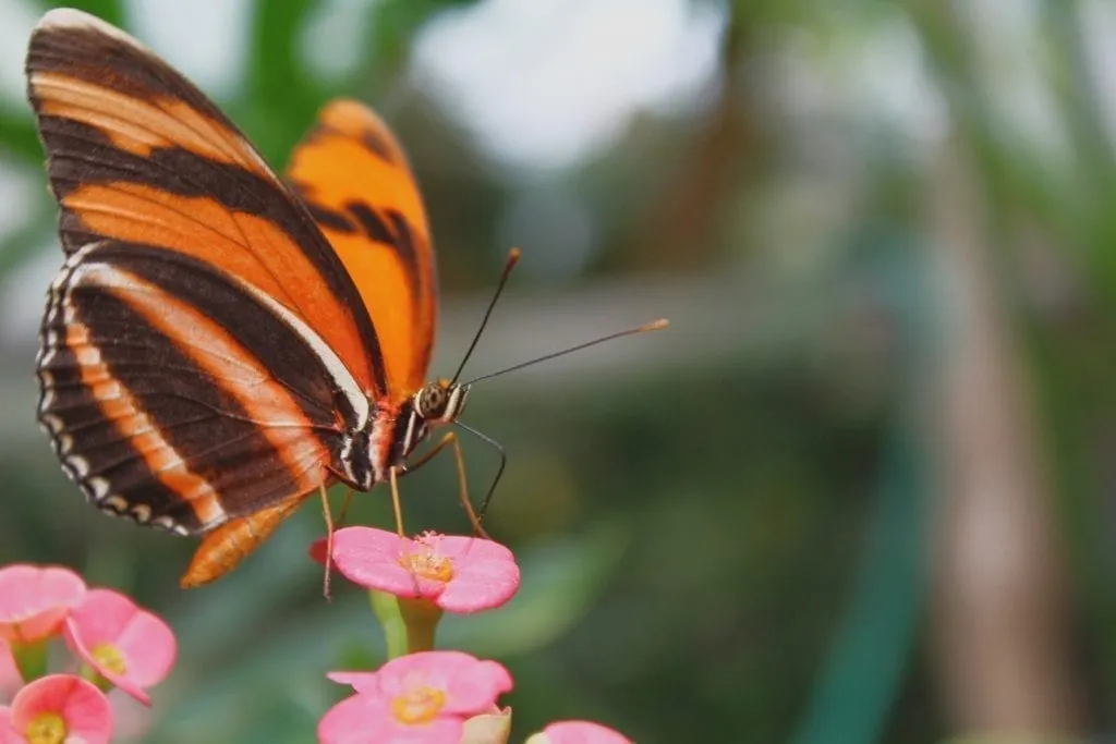 Orange and black butterfly on a pink flower from the Seattle Science Center