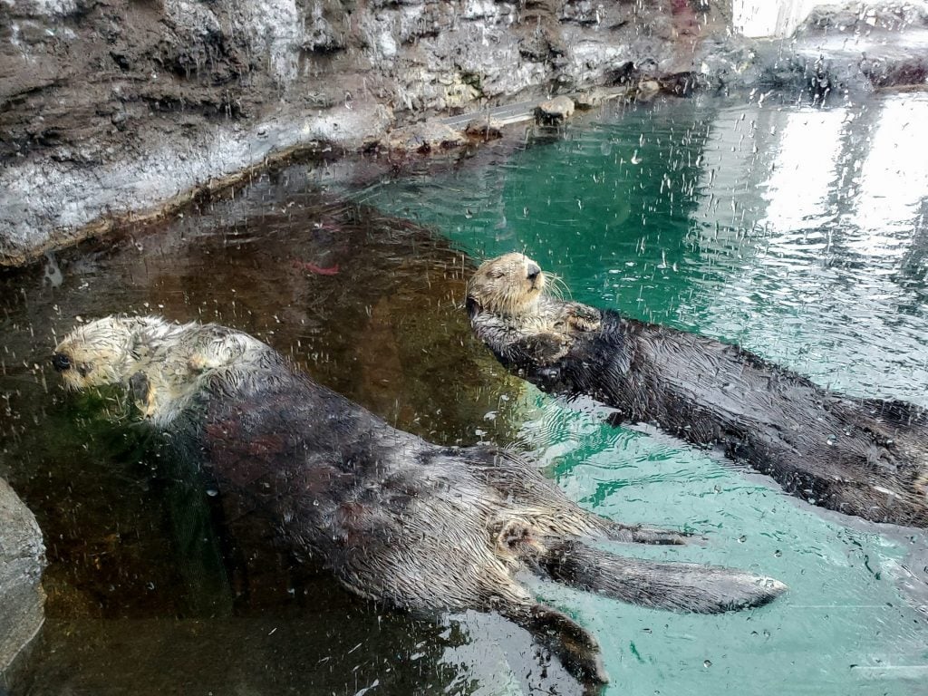 otters relaxing at seattle aquarium, a fun stop during a 3 day seattle itinerary