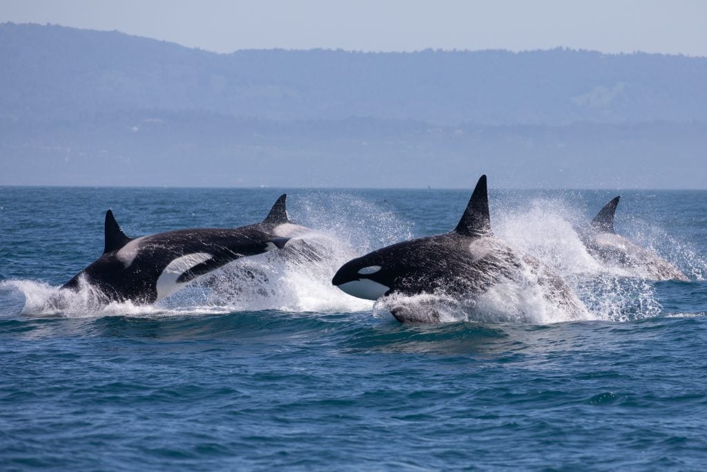 orcas jumping out of the water, as seen during a seattle whale watching tour