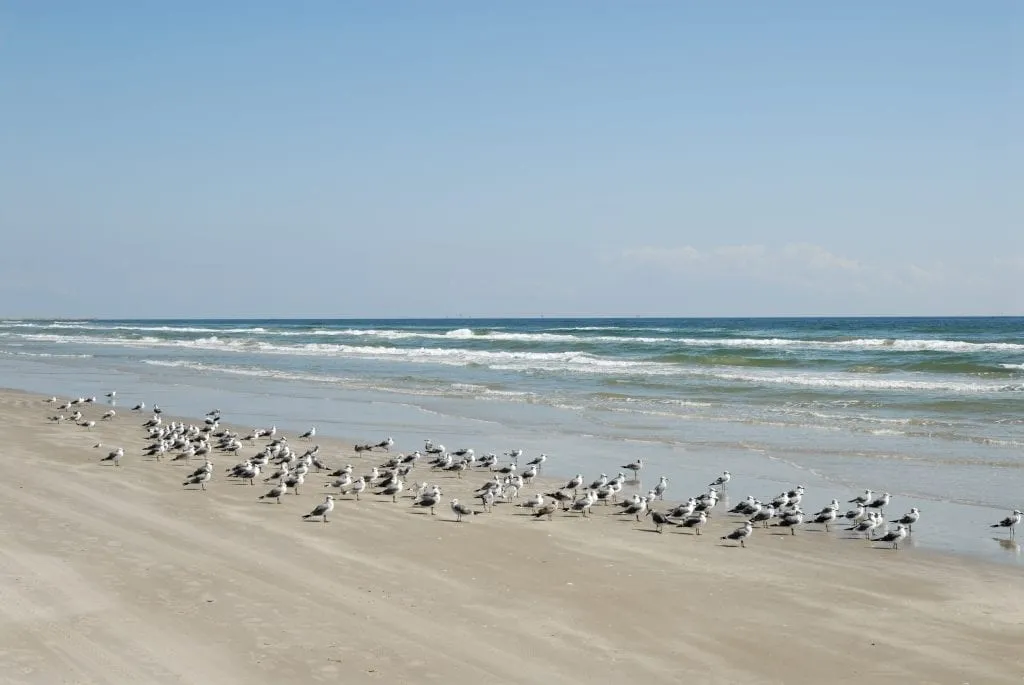 Beach in Galveston Texas with a flock of seagulls on it