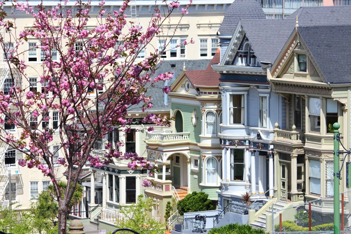 pink flowers blooming on a tree in front of victorian houses, a fun stop on a 3 day weekend in san francisco itinerary