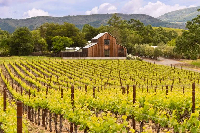 Vineyard in Napa Valley CA with a wood barn visible in the background, one of the best honeymoon destinations in usa