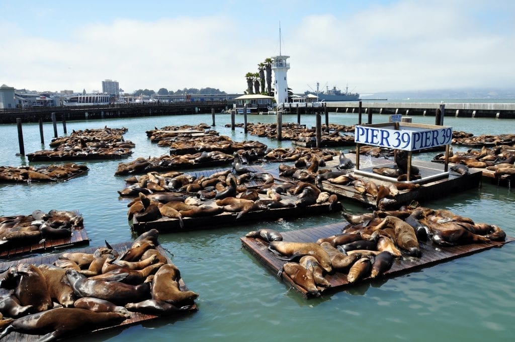 Crowds of sea lions at Pier 39, a must-see during 3 days in San Francisco CA