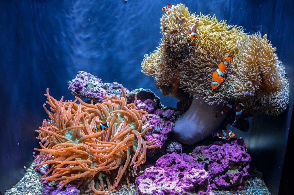 bright colored clown fish and coral at the seattle aquarium