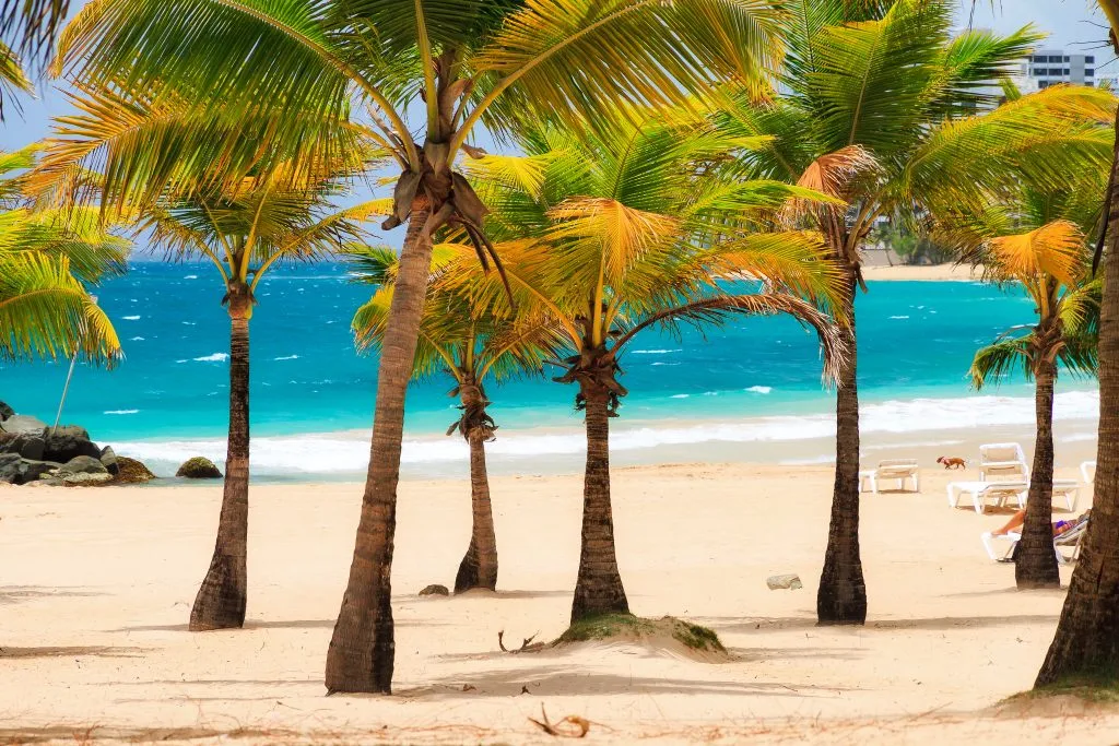 palm trees on a sandy beach in puerto rico with bright blue water in the background