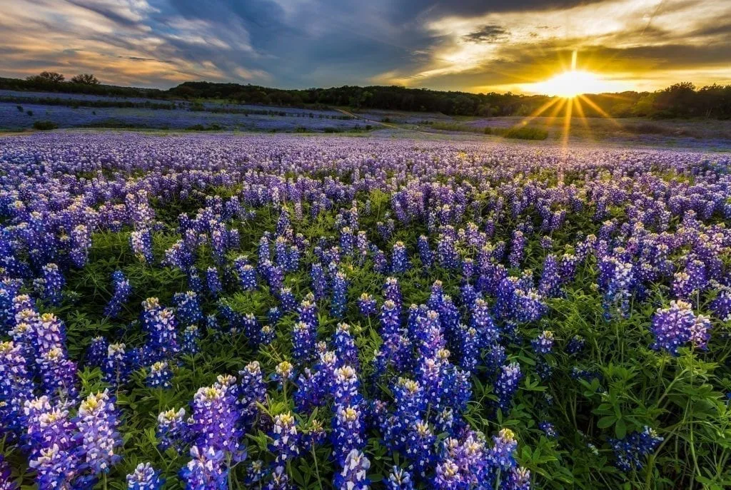 Bluebonnet field near Ennis Texas at sunset. In April, Ennis is one of the best weekend trips in Texas