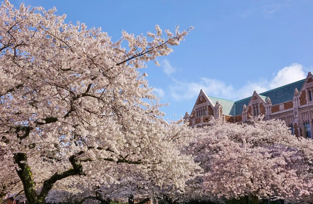 cherry blossoms blooming on university of washington campus