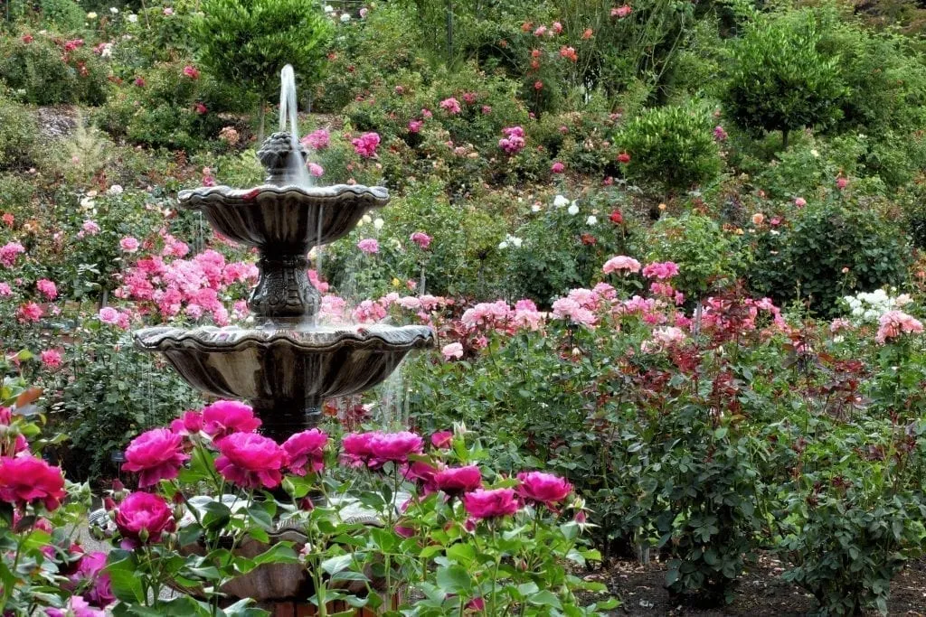 Fountain in the Rose Garden, an excellent summer addition to a 3 days in Portland itinerary