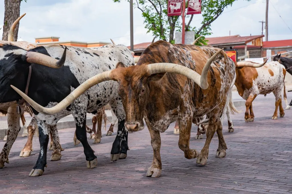 longhorns at the fort worth stockyards in texas