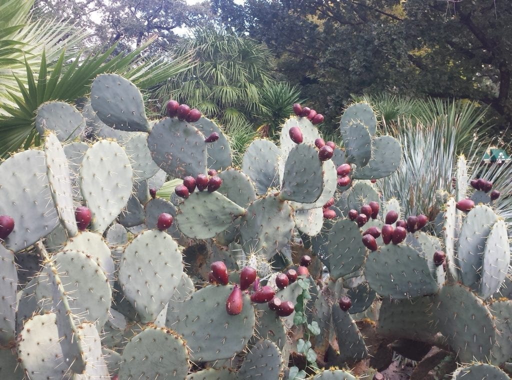 Blooming Cactus in central Texas as seen on a San Antonio day trip