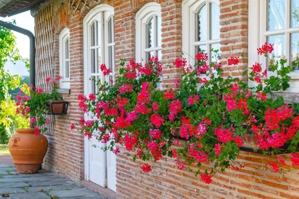 close up of blooming flowers outside the summer cottage of a tuscany villa rental house
