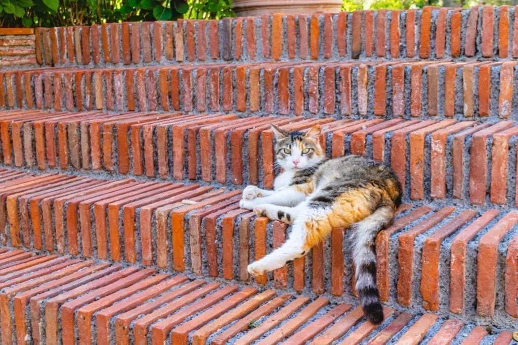 cat lounging on brick steps, rent a house in tuscany and you'll probably get a cat