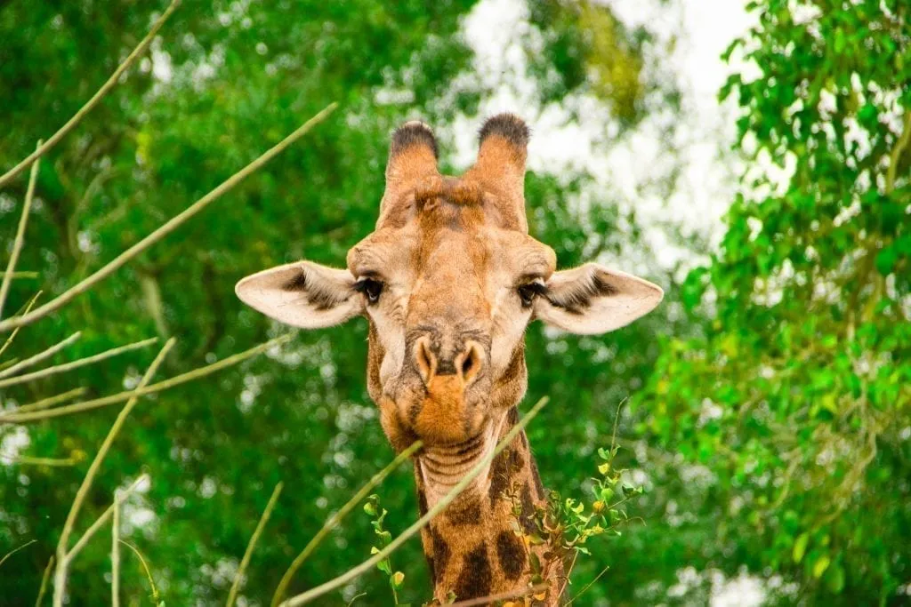 giraffe chewing cud in kruger national park south africa