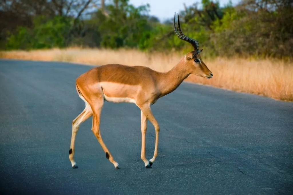 small horned animal crossing the road kruger national park